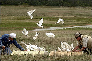 shanksville40doves.jpg